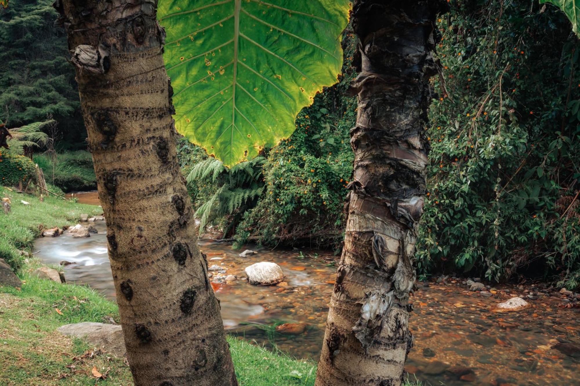 Hotel Bubblesky Glamping 15 Min From Medellin Rionegro Exteriér fotografie